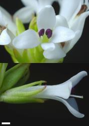 Veronica petriei. Bisexual flower. Scale = 1 mm.
 Image: P.J. Garnock-Jones © Te Papa CC-BY-NC 3.0 NZ